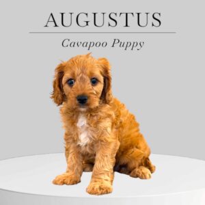 Cavapoo Puppy Augustus