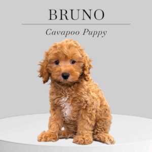 Cavapoo Puppy Bruno