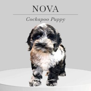 Cockapoo Puppy Nova 3