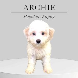 Poochon Puppy Archie