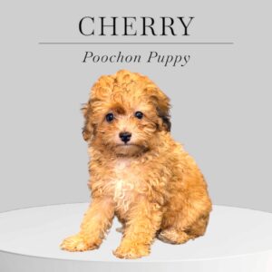 Poochon Puppy Cherry