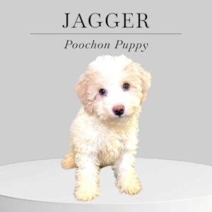 Poochon Puppy Jagger
