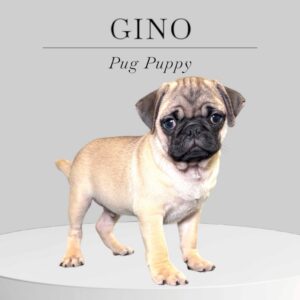 Pug Puppy Gino