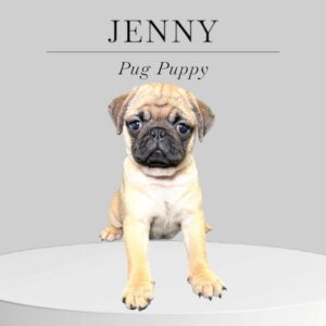 Pug Puppy Jenny