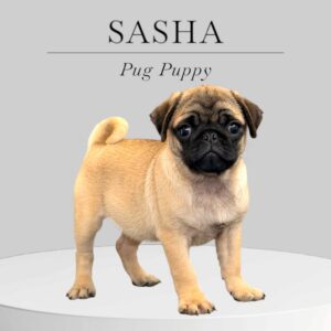 Pug Puppy Sasha