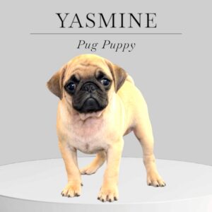 Pug Puppy Yasmine