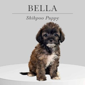 Shihpoo Puppy Bella