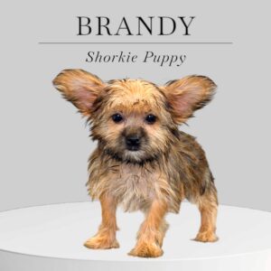 Shorkie Puppy Brandy
