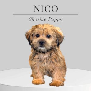 Shorkie Puppy Nico