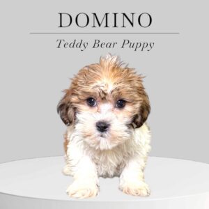 Teddy Bear Puppy Domino