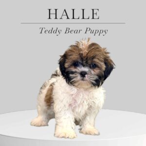 Teddy Bear Puppy Halle