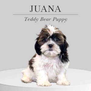 Teddy Bear Puppy Juana