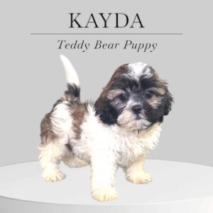 Teddy Bear Puppy Kayda