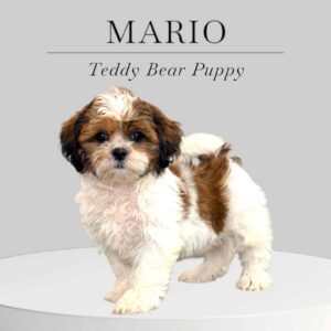 Teddy Bear Puppy Mario