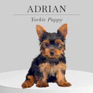 Yorkie Puppy Adrian