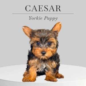 Yorkie Puppy Caesar